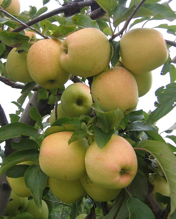 Golden Delicious Apple Tree - Grow Fresh Fruit - Live Plant Shipped