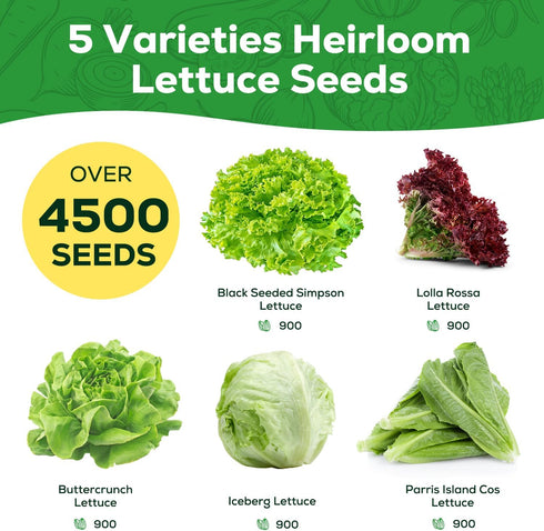 5 Heirloom Lettuce Seeds - Varieties, Non-GMO Seeds for Planting - Black Seeded Simpson, Iceberg, Buttercrunch, Parris