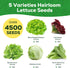 5 Heirloom Lettuce Seeds - Varieties, Non-GMO Seeds for Planting - Black Seeded Simpson, Iceberg, Buttercrunch, Parris