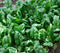 200+ Spinach Seeds- Giant Noble- Heirloom Variety by Ohio Heirloom Seeds