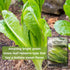 Packet (1) Sow Right Seeds - Giant Caesar Lettuce Seeds for Planting - Non-GMO Open Pollinated Heirloom