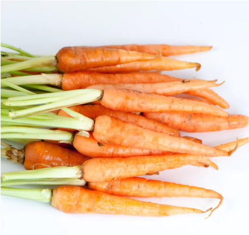(1 Pack) Seed Needs Carrot Seeds for Planting Little Finger Carrots - Non-GMO Heirloom & Untreated Vegetable Seeds