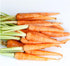 (1 Pack) Seed Needs Carrot Seeds for Planting Little Finger Carrots - Non-GMO Heirloom & Untreated Vegetable Seeds