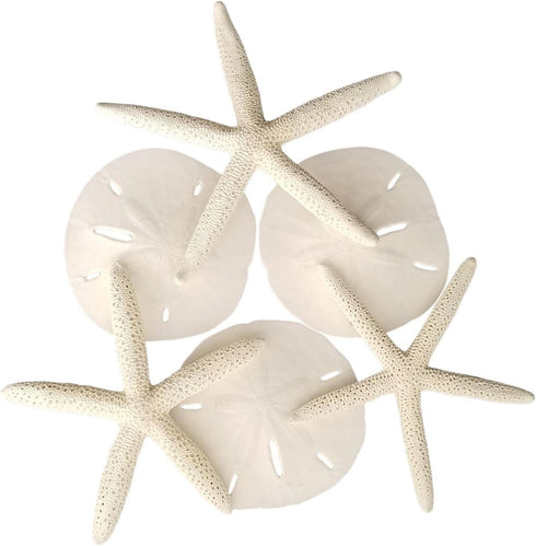 Tumbler Home Sand Dollars and Starfish for Crafts - 3 Real Starfish (4"-6") and 3 Sand Dollars (3"-3.5") in Bulk