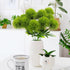 Uieke 10 Pcs Dandelion Artificial Flowers, Fake Plants Bouquet for Home Decoration, Wedding Decor, Green