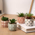 Artificial Plants Succulent Flowers in Ceramic Planter, 2 Pack Small Fake Plants for Home Office Desk Decor