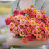 1/4 lb 3, 4, 5, 6, 7, 8, 9, 10 Eden Brothers Zinnia Seeds - Lilliput Salmon, Non-GMO Seeds for Planting, |