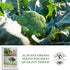 29 300+ Waltham Broccoli Seeds (Brassica oleracea) Heirloom Non-GMO Seeds by Islas Garden Seeds, Classic Cool-Season