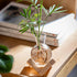 Bulb (2) Propagation Stations, Propagation vases with Wooden Stand, Small Tabletop Glass Vases for Hydroponics Plant
