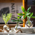 Bulb (2) Propagation Stations, Propagation vases with Wooden Stand, Small Tabletop Glass Vases for Hydroponics Plant