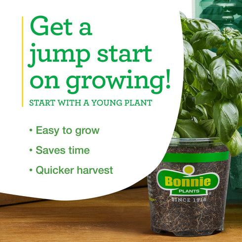 19.3 oz., 4-Pack, Bonnie Plants Park's Whopper Improved Tomato, Live Plants