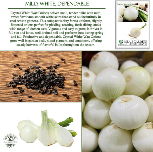 500+ Crystal White Wax Onion Seeds (Allium cepa) Non-GMO Heirloom Seeds by Islas Garden Seeds, Small Pearl-Style Onions