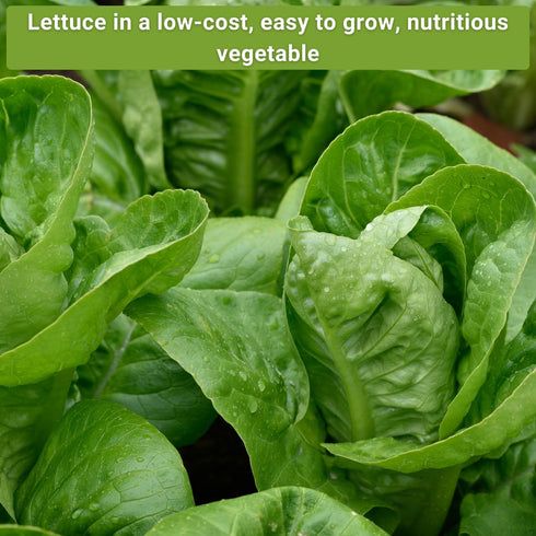 Sow Right Seeds - Large Lettuce Seed Collection for Planting - Buttercrunch, Jericho, Iceberg, Salad Bowl, Little Gem