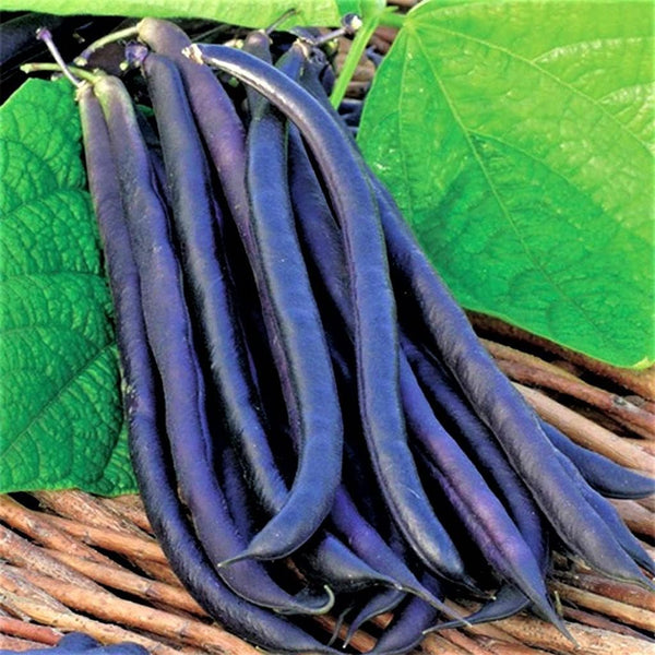 Royal Burgundy Bush Bean Seeds - 100 Count Seed Pack - Eye-catching,