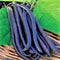 Royal Burgundy Bush Bean Seeds - 100 Count Seed Pack - Eye-catching,