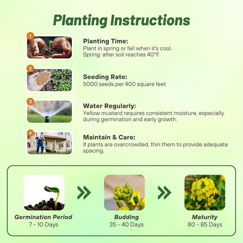5000 Outsidepride Yellow Mustard Seeds - Pcs Nutrient-Rich, Flavorful Annual Microgreen Seeds for Planting