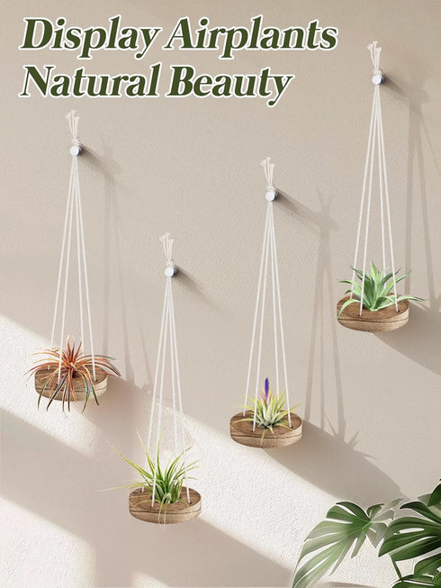 6 3" Pcs Hanging Wooden Air Plant Holder - Round Airplants Live Hanger with Ropes, Rustic Tillandsia Succulent Display