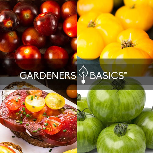 5 Pack Gardeners Basics, Rare Tomato Seeds for Planting Variety Heirloom Tomato Seeds, Cherokee Purple, Black Krim