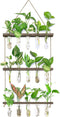 XXXFLOWER Wall Hanging Propagation Station with Wooden Stand 5 Glass Test Tubes