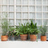 6 Patio(11.8 Inch,White) Panelee Pcs Plant Pot Stand Riser Adjustable Cuttable Plastic Under Plant Stand Prevent Water