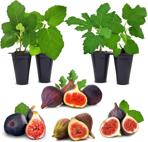 Fig Tree Collection (4 Pack) Edible Fruit Plant from Our Optimal Picks