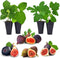 Fig Tree Collection (4 Pack) Edible Fruit Plant from Our Optimal Picks