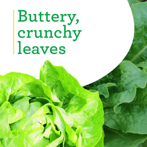 19.3 oz. 4-pack Bonnie Plants Buttercrunch Lettuce