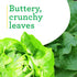 19.3 oz. 4-pack Bonnie Plants Buttercrunch Lettuce