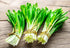 Wild Garlic Ramsons Buckrams Wild Onion 40 Non-GMO Seeds for Planting