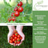 250+ Sweetie Cherry Tomato Seeds (Solanum lycopersicum) Non-GMO & Heirloom Seeds, Extra Sweet Flavor, Ideal