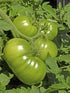 (2) 4"-8" 4 Inch Clovers Garden Early Girl Tomato Plants- Two Live Plants Non-GMO - Not Seeds Each Tall in Pots - High
