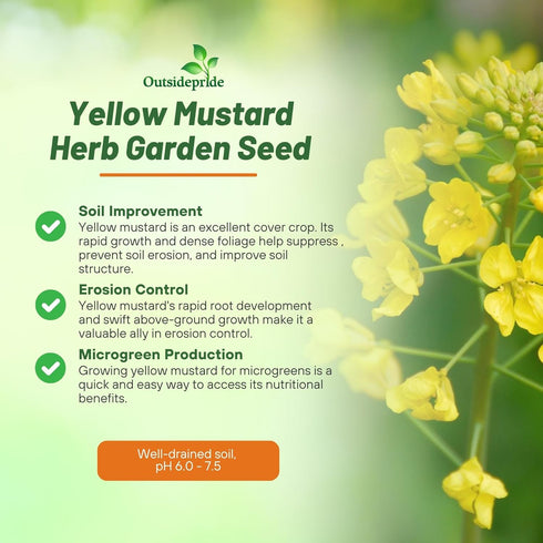 5000 Outsidepride Yellow Mustard Seeds - Pcs Nutrient-Rich, Flavorful Annual Microgreen Seeds for Planting
