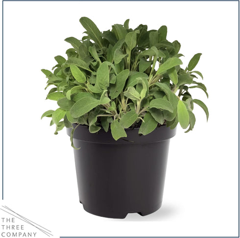 (4 Pack) 6" 3" 1 Live Aromatic and Edible Herbs - Assorted Varieties Per - Lemon Verbena, Eucalyptus, Mint, Lavender