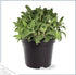 (4 Pack) 6" 3" 1 Live Aromatic and Edible Herbs - Assorted Varieties Per - Lemon Verbena, Eucalyptus, Mint, Lavender