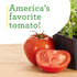 3 6 Pack Bonnie Plants Better Boy Tomato Plug, Live Plant, for Burgers, Salsa, and Sauces, Full Sun, Cubic in.