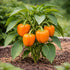 Sunutri Seeds Sweet Bell Pepper Seeds Collection Red Yellow Orange Green Bell Peppers Vegetable Seeds for Home Garden