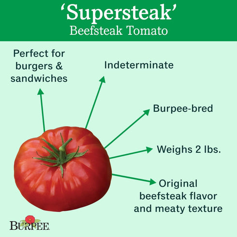 50 Burpee 'Supersteak' Hybrid | Large Red Beefsteak Slicing Tomato | Seeds