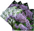 Lilac-Ceramic Tile Coasters, Set of 4 3dRose cst_3139_3