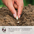 (1 Pack) Seed Needs Winter Savory Seeds for Planting - Non-GMO Heirloom & Untreated Perennial Herb Seed to Plant a