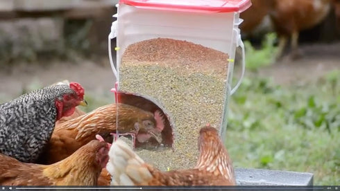 4-Port RentACoop DIY Large Chicken Feeder Kit - Easy Install Ports with Rain Hoods - Suitable for Bantam Chickens