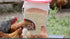4-Port RentACoop DIY Large Chicken Feeder Kit - Easy Install Ports with Rain Hoods - Suitable for Bantam Chickens