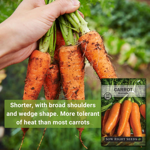 Packet (4) Sow Right Seeds - Kuroda Carrot Seeds for Planting - Non-GMO Heirloom with Instructions to Plant a Home