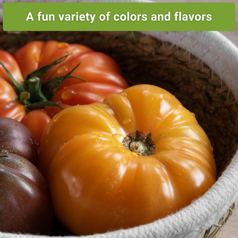 Sow Right Seeds - Beefsteak Style Tomato Seed Collection for Planting - Beefsteak, Kellogg's, Cherokee Purple, Mortgage