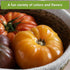 Sow Right Seeds - Beefsteak Style Tomato Seed Collection for Planting - Beefsteak, Kellogg's, Cherokee Purple, Mortgage