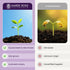 Moneymaker Tomato Seeds for Planting Large & Juicy One of the Most Delicious Tomatoes for Home Growing Vegetable Seeds