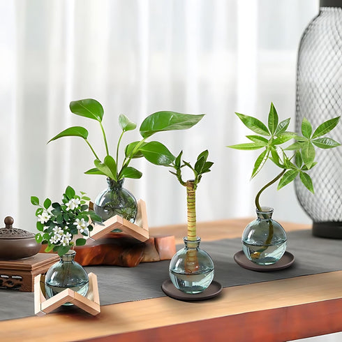 HymoConn Bulb Plant Propagation Station Propagation Vases for Plants Glass Terrariums Vases with Wooden Stand