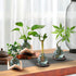 HymoConn Bulb Plant Propagation Station Propagation Vases for Plants Glass Terrariums Vases with Wooden Stand