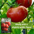 Packet Sized(1) Sow Right Seeds - Homestead Tomato Seeds for Planting - Non-GMO Heirloom with Instructions to Plant a