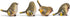 RAZ Imports Striped Wing Bird Resin Decorative Tabletop Figurine, Set of 4, 2.5 x 2.25 inch, Sage Green