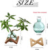 HymoConn Bulb Plant Propagation Station Propagation Vases for Plants Glass Terrariums Vases with Wooden Stand
